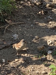 Passer domesticus domesticus