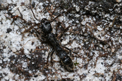 Bothroponera cariosa