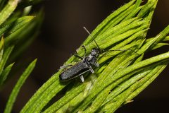 Afronycha albolateralis