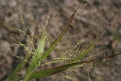 Panicum philadelphicum