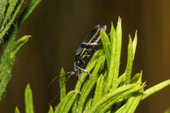 Afronycha albolateralis