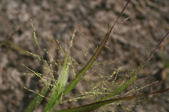 Panicum philadelphicum