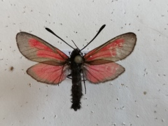 Zygaena brizae