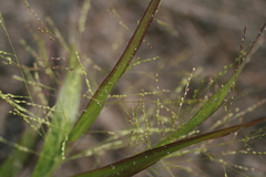Panicum philadelphicum