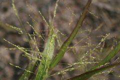 Panicum philadelphicum