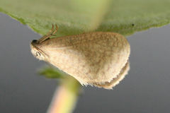 Bijugis bombycella