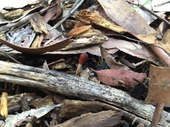 Cordyceps meneristitis