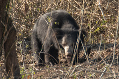 Melursus ursinus ursinus