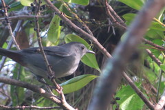 Dumetella carolinensis image