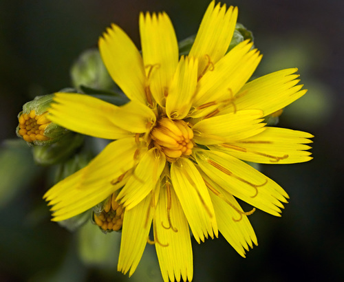Hieracium racemosum