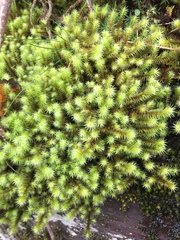 Breutelia chrysocoma