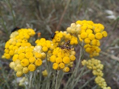 Pyropteron koschwitzi