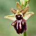 Ophrys sphegodes atrata - Photo (c) Beat Akeret, algunos derechos reservados (CC BY-NC), subido por Beat Akeret