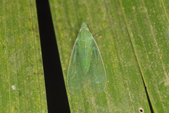 Pteroplegma jacobiana