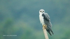 Elanus