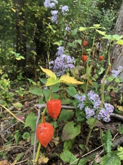 Alkekengi officinarum