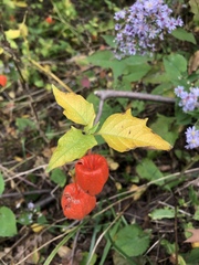 Alkekengi officinarum