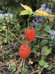 Alkekengi officinarum