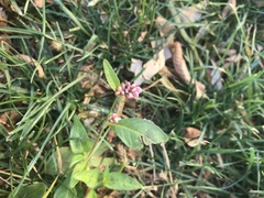 Persicaria maculosa