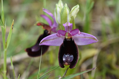 Ophrys bertolonii bertolonii