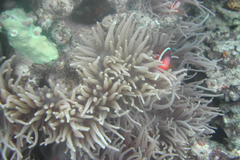 Amphiprion barberi