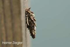 Acanthopsyche atra