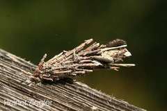 Acanthopsyche atra