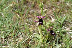 Ophrys bertolonii bertolonii