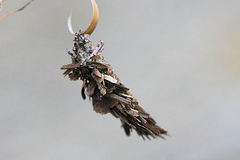 Acanthopsyche atra