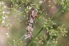 Acanthopsyche atra