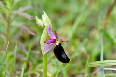 Ophrys bertolonii bertolonii