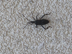 Leptoglossus occidentalis