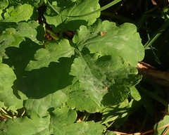 Erysiphe macleayae