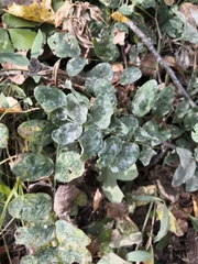 Erysiphe astragali
