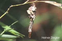 Canephora hirsuta