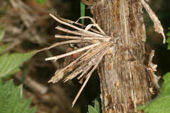 Canephora hirsuta