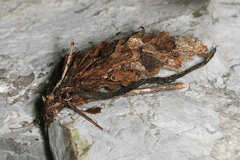 Canephora hirsuta