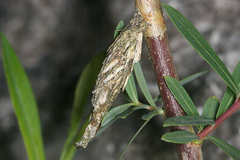 Canephora hirsuta