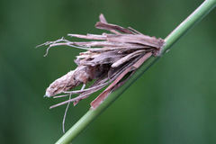 Canephora hirsuta