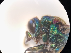 Chrysis bicolor