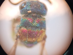 Chrysis bicolor
