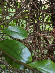 Anolis sagrei
