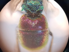 Chrysis bicolor