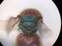 Chrysis bicolor