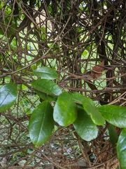 Anolis sagrei
