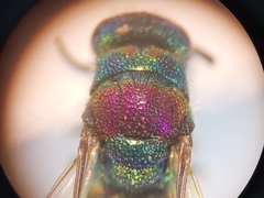 Chrysis bicolor