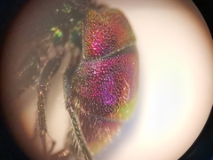 Chrysis bicolor