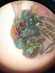 Chrysis bicolor