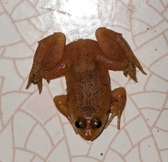 Occidozyga lima