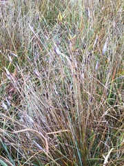 Schoenus ferrugineus